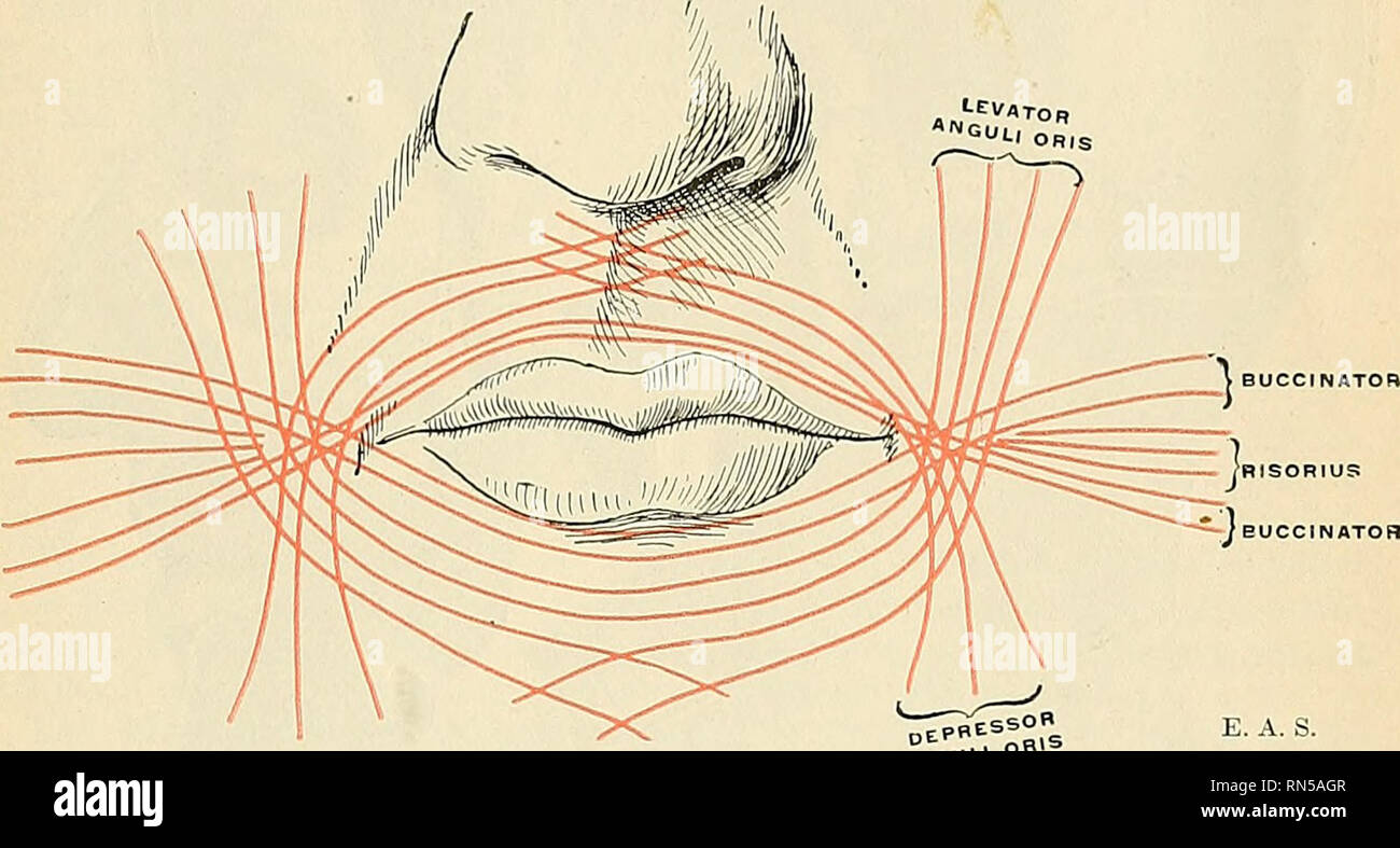 Anatomie, descriptif et appliquée. L'anatomie. L'ION 375 buccale par  exemple la lèvre supérieure. D'autres fibres du muscle, situé à sa partie  supérieure et une partie inférieure, passage à travers les lèvres