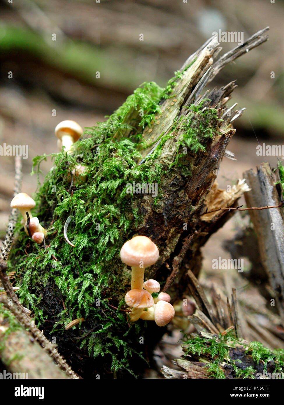 Hypholoma capnoides, touffe de conifères, champignons, UK Banque D'Images