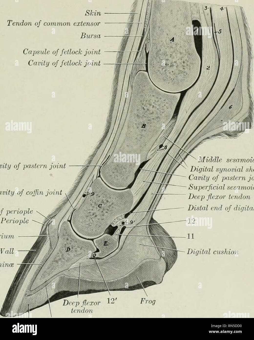 . L'anatomie de l'animal domestique. Anatomie vétérinaire. L'SESAMOIDEAN LIGAMENTS 227 moid ligament, et sa profonde face à la place triangulaire aspérités sur le surface palmaire de la première phalange. Les profondes ou des ligaments croisés antérieurs (Ligg sesamoidean. sesamoidea cruciata) se composent de deux fines couches de fibres qui se posent sur la base de l'EESS- moid os, se croisent, et la fin de l'autre cardinal sur l'extrémité proximale de la première phalange. Les deux courtes sesamoidean ligaments (Ligg. sesamoidea brevia) sont mieux vu de tendon extenseur commun peau Bursa Capsule de boulet boulet de cavité Banque D'Images