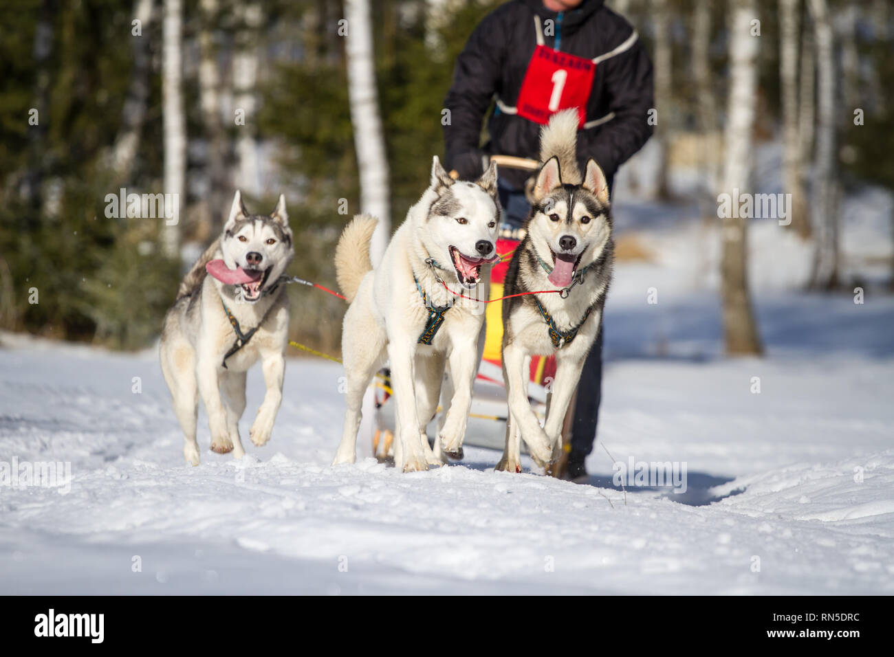 Siberian Huskies @ course de chiens de traîneau, République Tchèque Banque D'Images