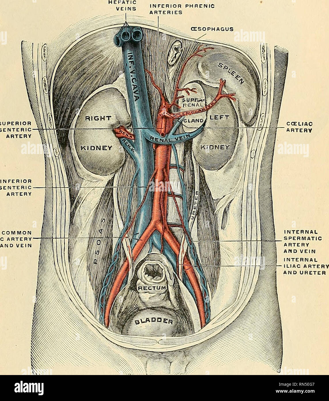 . Anatomie, descriptif et appliquée. L'anatomie. Les reins 1345 quadrilatère quelque peu, sur le terrain à)out le milieu de la face antérieure, marque l'emplacement de contact avec le corps du pancréas, sur la surface de profondes qui sont les vaisseaux spléniques. Au-dessus c'est une petite partie triangulaire, entre la surrénale et splénique, en contact avec la surface postéro-inférieur de l'estomac. Au-dessous de la région pancréatique la partie extérieure est en relation avec l'angle gauche du côlon, l'intérieur avec de l'intestin grêle. La zone en contact avec l'estomac est recouverte par le péritoine de la Lesse Banque D'Images