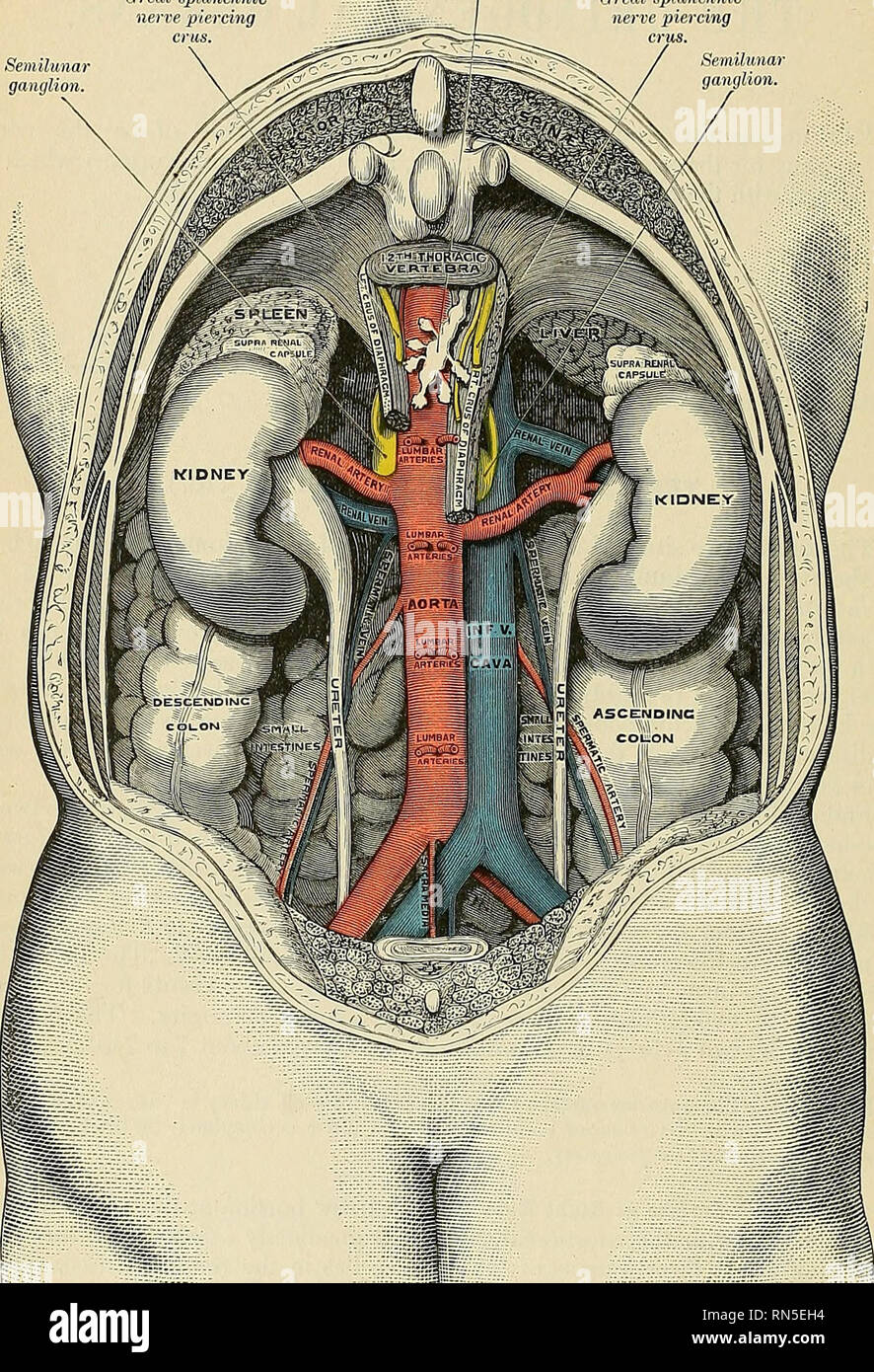 Anatomie, descriptif et appliquée. L'anatomie. 1344 LES ORGANES ...
