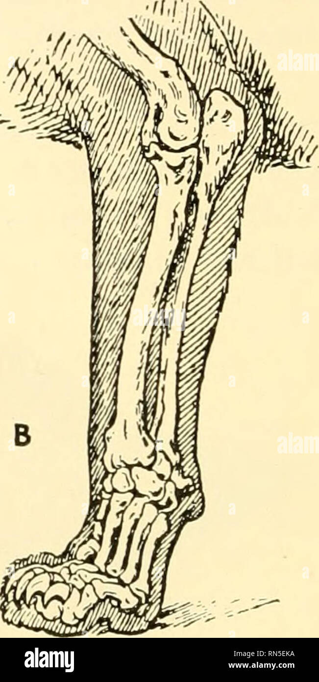 Biologie Animale Zoologie Biologie Fig 2 Pieds De Carnivores Un Pied Plantigrade Patte Avant D Un Ours B Pied Digitigrades Patte Avant D Un Chat A Partir De Schmeil Texte Livre De Zoologie Par La