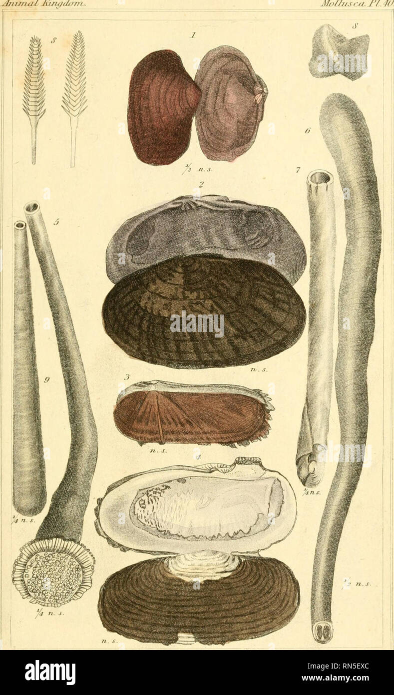 Le Regne Animal Distribue D Apres Son Organisation Pour Servir De Base A L Histoire Naturelle Des Animaux Et D Introduction A L Anatomie Animaux Zoologie Lirnaz Mnf Danh Incrassiuu Crjam Cli J J Comme Erli Aiaa Ja Viovuiti 1 Hitmi J Tistuluiij