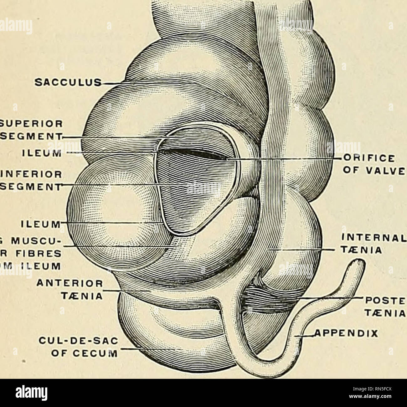 A La Fois De Lileon Et Du Caecum Synonyme