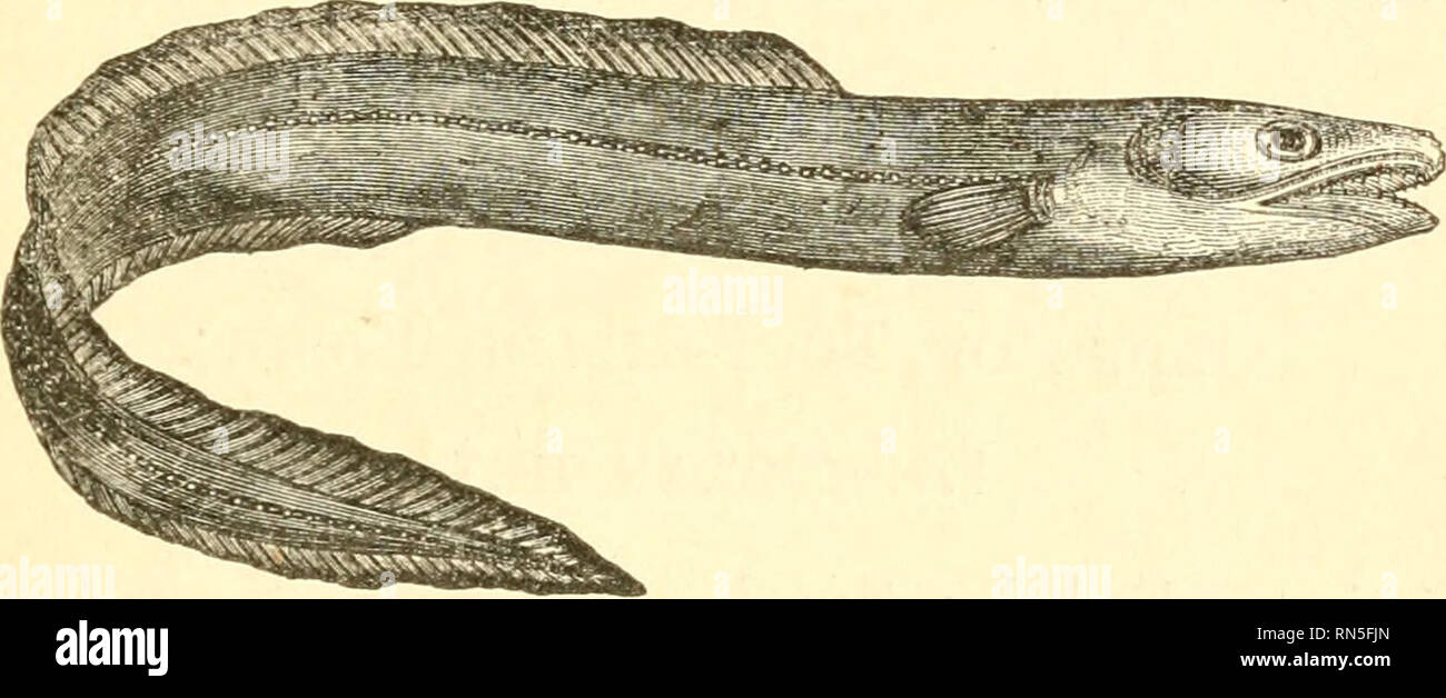 . La création d'animaux : une introduction à la zoologie. Zoologie. APODAL SOFT Poissons à nageoires. 345 ainsi que les rivières. Par jour, ils ont presque toujours garder enfouis dans la boue,^ ou mensonge dissimulé dans des trous qu'ils creusent près de la rive. Ces trous sont parfois très vastes et lodge un grand nombre d'anguilles ; mais en général, leur diamètre est petit, et ils ouvrent ex interne aux deux extrémités, permettant ainsi à l'animal de s'échapper plus facilement quand menacé d'un danger. Quand la saison est très chaude, et les eaux stagnantes de la piscine commence à putrify, l'eeh laisser bas^ et se cachent dans th Banque D'Images