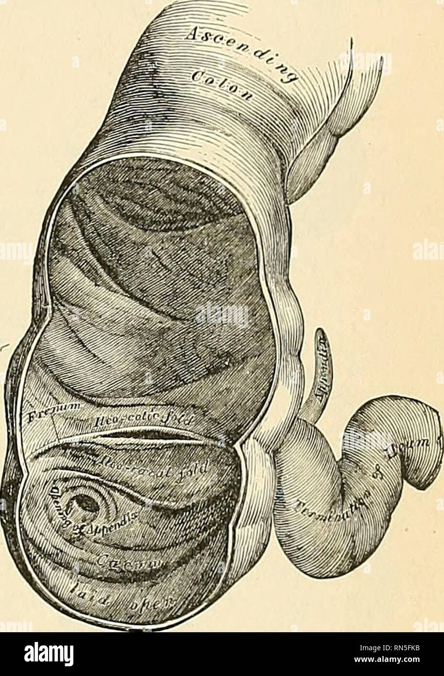 . Anatomie, descriptif et appliquée. L'anatomie. Le caecum 1297 Il est situé dans la fosse iliaque droite, au-dessus de la moitié extérieure du ligament de Poupart ; elle repose sur le muscle psoas iliaque, et se trouve immédiatement derrière la paroi abdominale. En règle générale, il est entièrement enveloppé de tous côtés par le péritoine, mais dans un certain nombre de cas (6  %., selon Berry) le revêtement péritonéal n'est pas complète, de sorte qu'une petite partie de l'extrémité supérieure de la face postérieure est découvert et connecté à la fosse iliaque par du tissu conjonctif. Le caecum est tout à fait libre dans la cavité abdominale et est capable de Banque D'Images