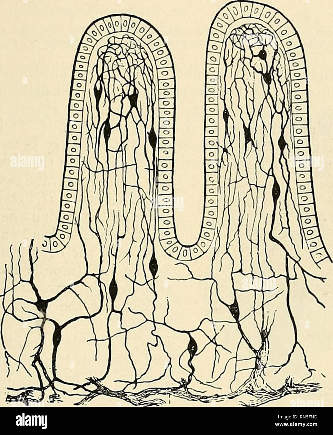 . Anatomie, descriptif et appliquée. L'anatomie. Le jéjunum et l'iléon 1295 Les veines correspondent aux artères, et le sang veineux passe à la veine mésentérique supérieure, qui, on s'il se souvenait, s'unit à la veine splénique pour former la veine porte. Les veines mésentériques sont dépourvues de soupapes. Le lacteals sont lymphatiques (Figs. 1033 et 1040) qui se posent dans les villosités. Aussi becin sinus lymphatiques dans à la base de la follicule solitaire et en plaques de Peyer. Il y a un vaste dans jilexus lymphatique le manteau, l'autre en sous-muqueux la couche musculaire, l'autre dans la zone péri- toneum. Le su Banque D'Images
