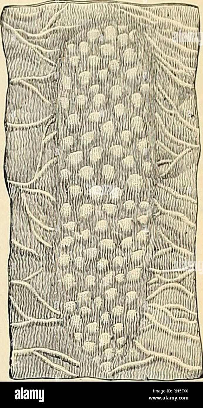 . Anatomie, descriptif et appliquée. L'anatomie. Fig. 1038.-section transversale à travers le plan équatorial de trois des follicules de Peyer du lapin.. Fig. 1039.-surface libre d'un patch' Peyer. (Après Quain.) les bateaux, qui forment un plexus abondante autour de chaque follicule et dégagent des branches fines qui imprègnent les tissus lymphoïdes dans l'intérieur du follicule. Le plexus lactée qui se retrouvent tout au long de l'intestin grêle sont particulièrement abondants autour de ces patchs : ici ils forment des plexus riches avec les sinus autour des glandes (Fig. 1024). Dans la fièvre typhoïde il y a ulcera- tion d' Peyer Banque D'Images
