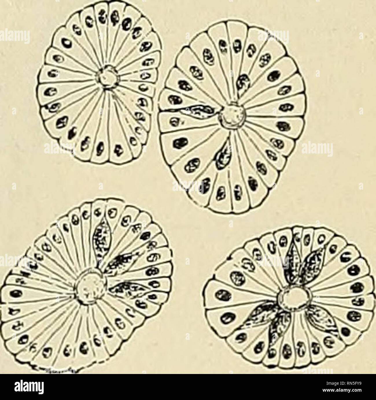 . Anatomie, descriptif et appliquée. Anatomie. d de Lieberkiihn dans l'(Paneth.) Fig. 1037.-section transversale des cryptes de Lieberkiihn. (Klein et Noble Smith.) Les nodules lymphatiques (noduli lymphaiici) sont de petites structures pyriforme. Les corps des nœuds sont dans la couche sous-muqueux ; les apex sont dans les muqueuses, ce qui est jeté par les dans les élévations arrondies. Ils sont divisés en follicules solitaires et de Peyer. Le foUicles (noduli lymphatici faisceau solitaire) (Fig. 1033) sont dispersées dans les muqueuses et manteaux submucous du petit intestin et la grande intesti Banque D'Images