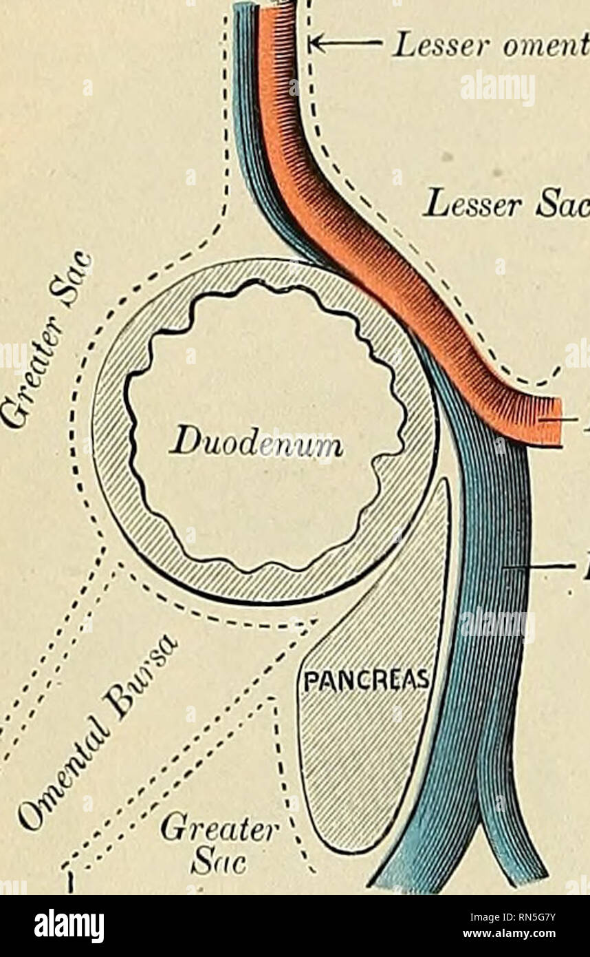 Anatomie, descriptif et appliquée. L'anatomie. 1284 LES ORGANES DE LA  DIGESTION denalis pour la seconde partie du duodénum ; derrière, avec la  partie interne du rein droit, à laquelle elle est