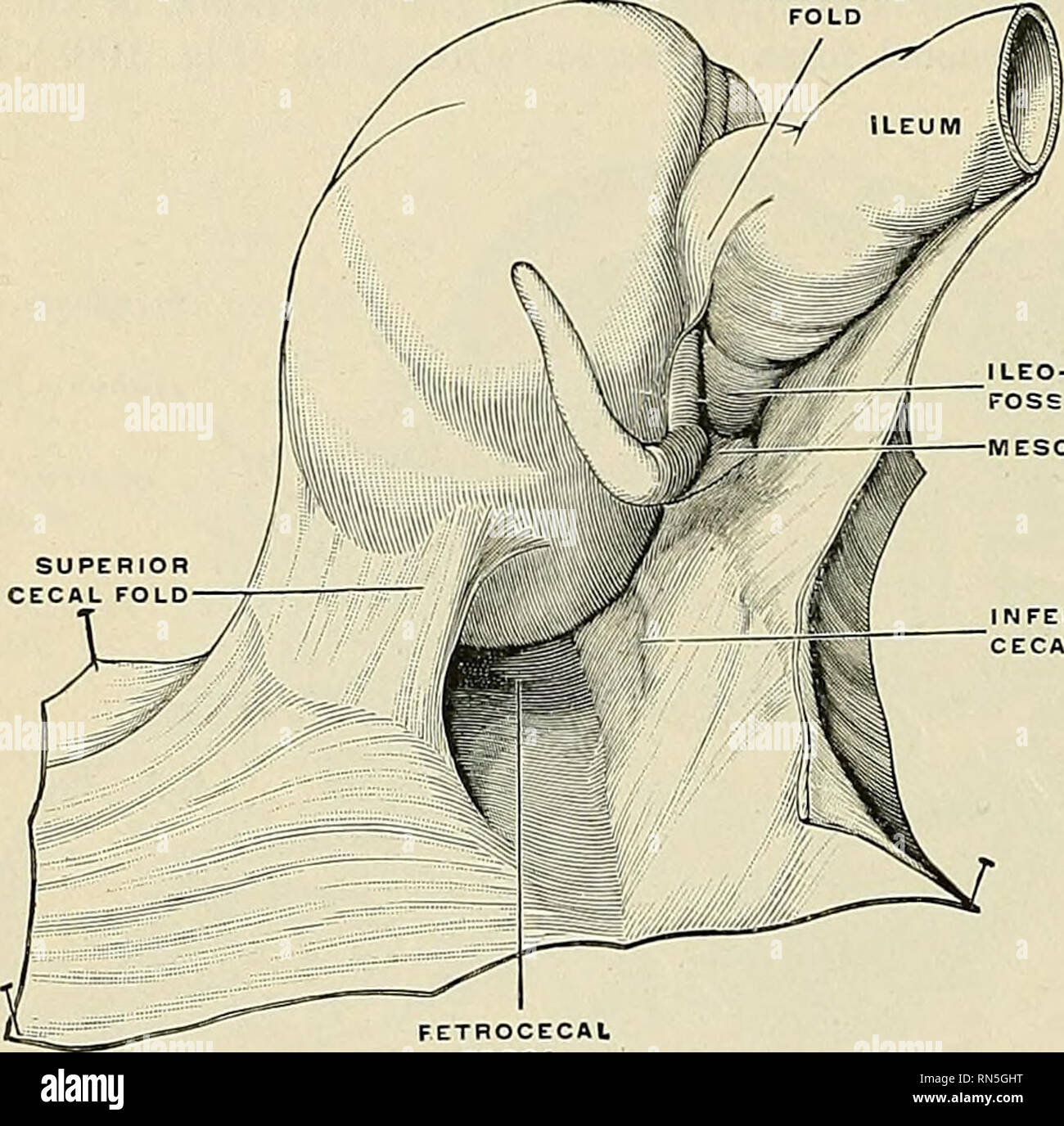 Anatomie, descriptif et appliquée. L'anatomie. 1268 LES ORGANES DE LA  DIGESTION de ces fossse peut être le site d'une hernie rétropéritonéal. Le  pericecal fossae sont d'un intérêt particulier, parce qu'hernie de