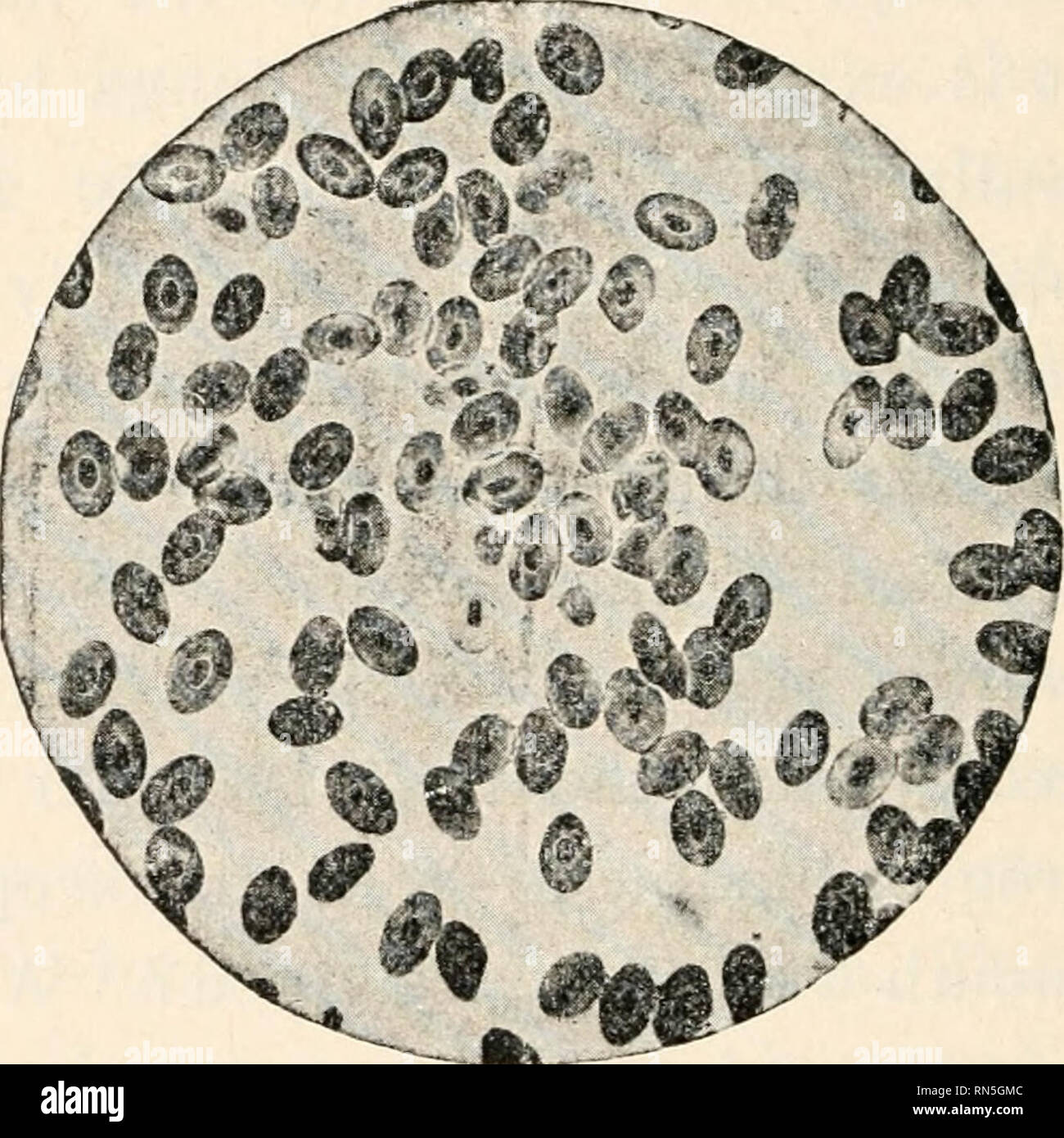 . Biologie animale, la biologie humaine. Les parties II &AMP ; iii du premier cours en biologie. La biologie. FIG. 257.- PLAN DE CIRCULATION DE LA GRENOUILLE. Le système veineux est noire ; l'artère, blanc. Un U, auricules ; J', ventricule ; L, foie, poumon, LIV. A l'une aorte FlG. 258. - Le Sang de grenouille (direction générale de 2500 agrandie à droite, un autre à gauche, quels domaines). Les cellules rouges nucléés, ovale, et réunir ci-dessous. Branche droite seulement ]un de cellules sanguines humaines. Des noyaux persiste chez les oiseaux, branche gauche en bêtes twQ white cel]s yisible près de centen (pois. et l'homme. , , , Corps.) et que ces animaux sont des animaux à sang chaud. Le plus pur (c.-à-d. la mor Banque D'Images