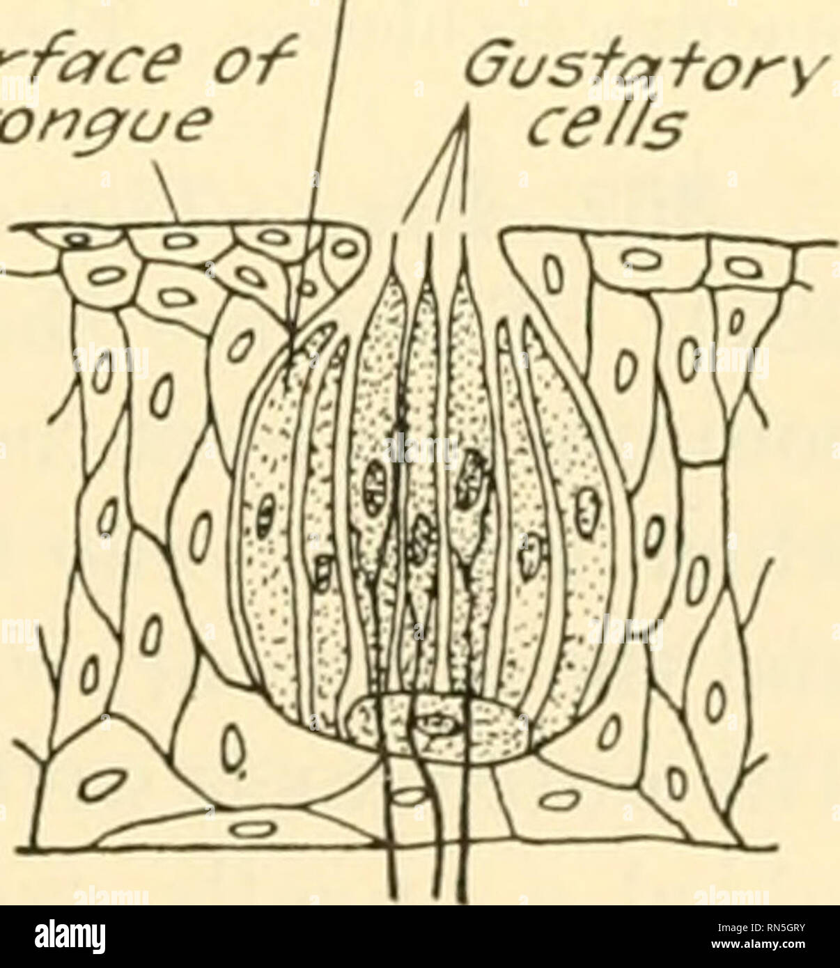 . Biologie Animale. Zoologie, biologie. Palais " ? C'ouverture postérieure d'^^^^^ ^ d'eustachian tube"^^^ fibres nerveuses Palais septum nasal B l'appui antérieur de la cellule pares Michelle et cornets inférieurs une Fig. 219.-organe olfactif chez l'homme. A, vue sur un mur extérieur de la cavité nasale pour montrer la distribution d'épithélium olfactif. Les sondes sont transmises à travers les passages menant au sinus frontal, le sinu sphénoïdal.s, et l'antre de l'os de la joue, tous peuvent être infectés par le nez. La membrane olfactive flammées. B, section verticale, faite sur la ligne AB de la Fig. A, montrant la cavité nasale d'un Banque D'Images