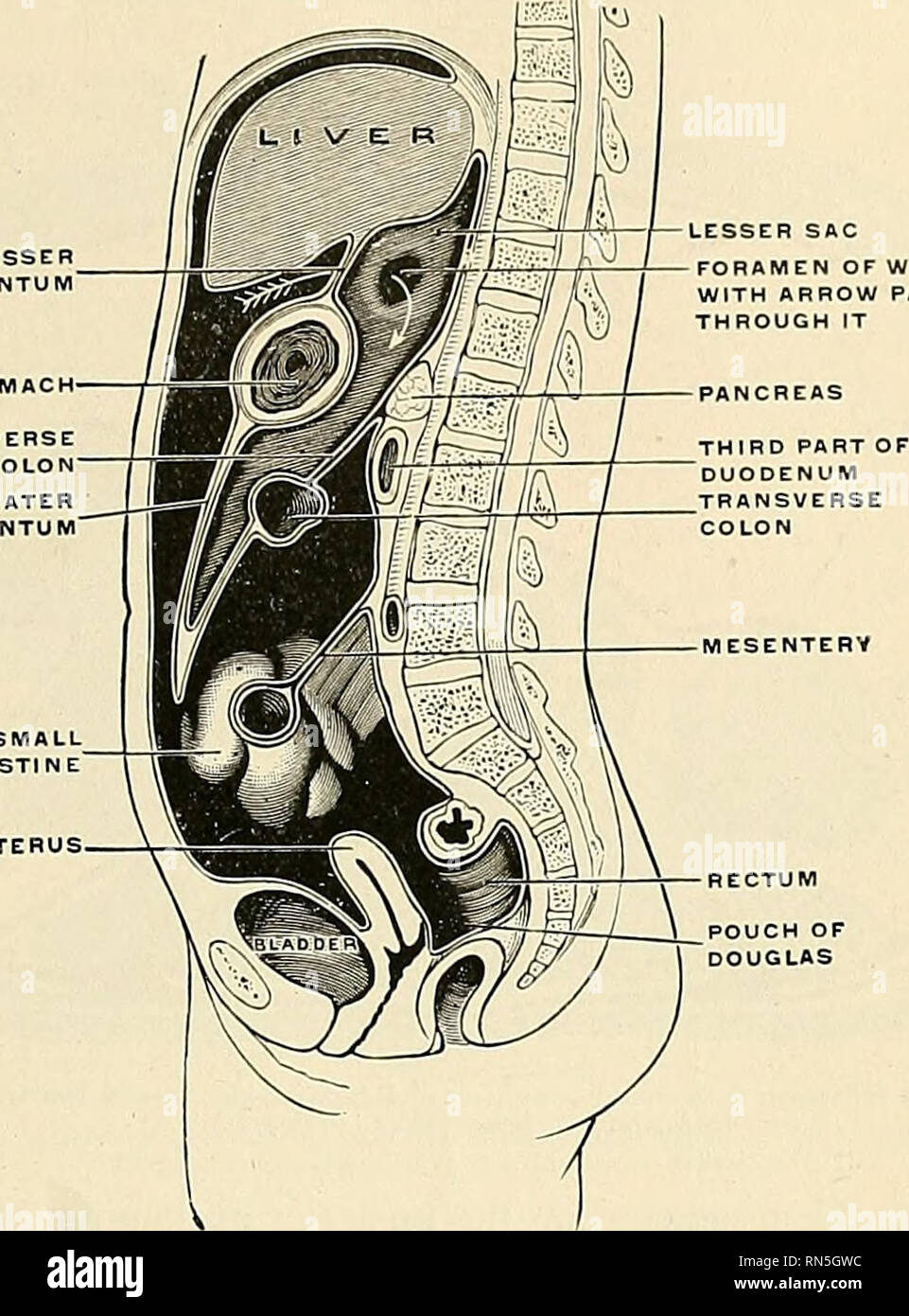 Anatomie, descriptif et appliquée. L'anatomie. Le péritoine 1257 ...