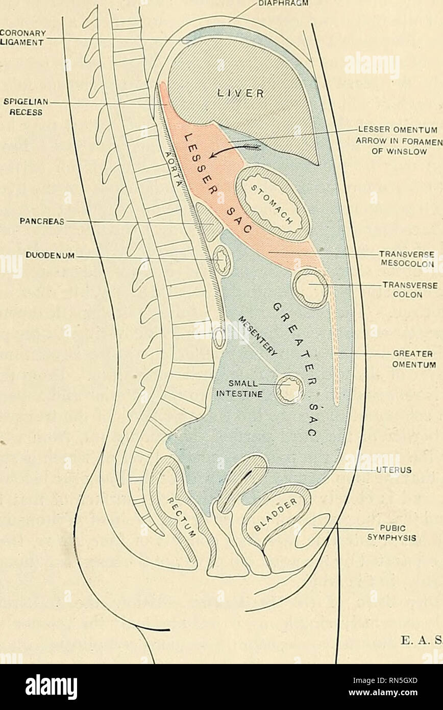 . Anatomie, descriptif et appliquée. L'anatomie. Le péritoine de la paroi abdominale e résultats t 1255 que la couche inférieure de la z Si mésocôlon transverse ;. 995). Il atteint la paroi abdominale à la limite supérieure de la partie de l'tliird- duo denum, et est ensuite transporté vers le bas sur la v-essels mésentérique supérieure de l'intestin grêle comme la couche antérieure du mésentère. Il entoure l'intestin, et. Fig. 995.-Schéma montrant la disposition verticale du péritoine. Petit sac en rouge ; une plus grande par la suite peut être tracé, comme la couche postérieure du mésentère, vers le haut et l'arrière de l'abdomen wa Banque D'Images