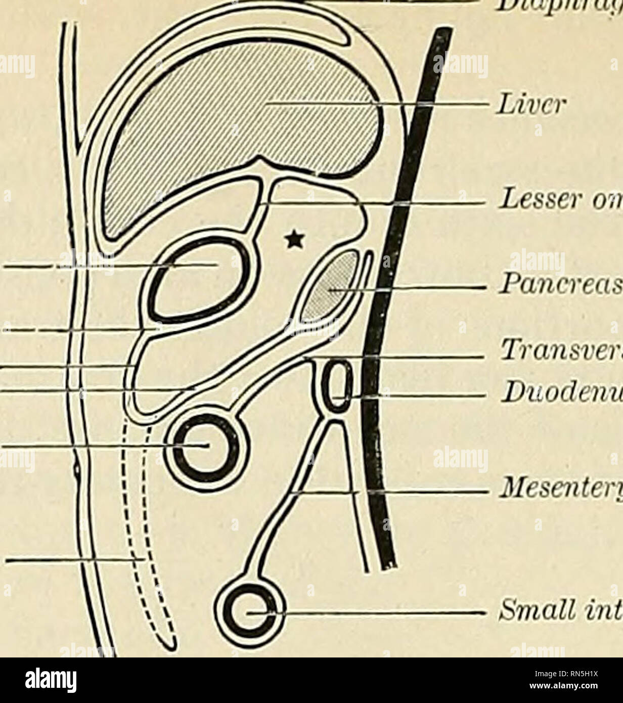 . Anatomie, descriptif et appliquée. L'anatomie. 5252 LES ORGANES DE LA DIGESTION grande courbure diaphragme lamelles antérieure du grand omentum. Lamelle postérieure du grand omentum 2YA7isverse colon grand omentum. 'Se du mésosigmoïde duodénum intestin grêle Fig. 990.-illustrant le développement de l'omentaHs bursa, cavité du grand omentum ou moins sac. Stade fœtal. * Petit sac. (Hertwig.) grande courbure de l'estomac de lamelle postérieure grand omentum côlon transverse supérieure. omentuv. Veuillez noter que ces images sont extraites de la page numérisée des images qui peuvent avoir été retouchées numériquement Banque D'Images