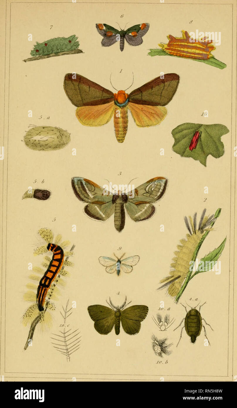 Le Regne Animal Distribue D Apres Son Organisation Pour Servir De Base A L Histoire Naturelle Des Animaux Et D Introduction A L Anatomie Vol 4 Zoologie Aniinal Iiiii Lt Ilu N Insrrt I F L Rarla Cr R Urrr S S Lv 2 Le Regne Animal Distribue D Apres Son Organisation Pour Servir De Base A L Histoire Naturelle Des Animaux Et D Introduction A L Anatomie Vol 4 Zoologie Aniinal Iiiii Lt Ilu N Insrrt I F L Rarla Cr R Urrr S S Lv 2