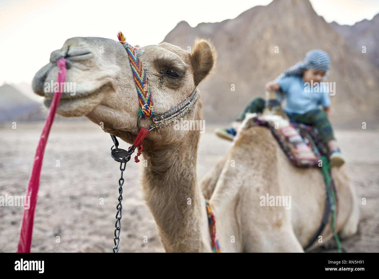 Petit garçon à carreaux à l'extérieur de chameau d'arabie sur keffieh Banque D'Images