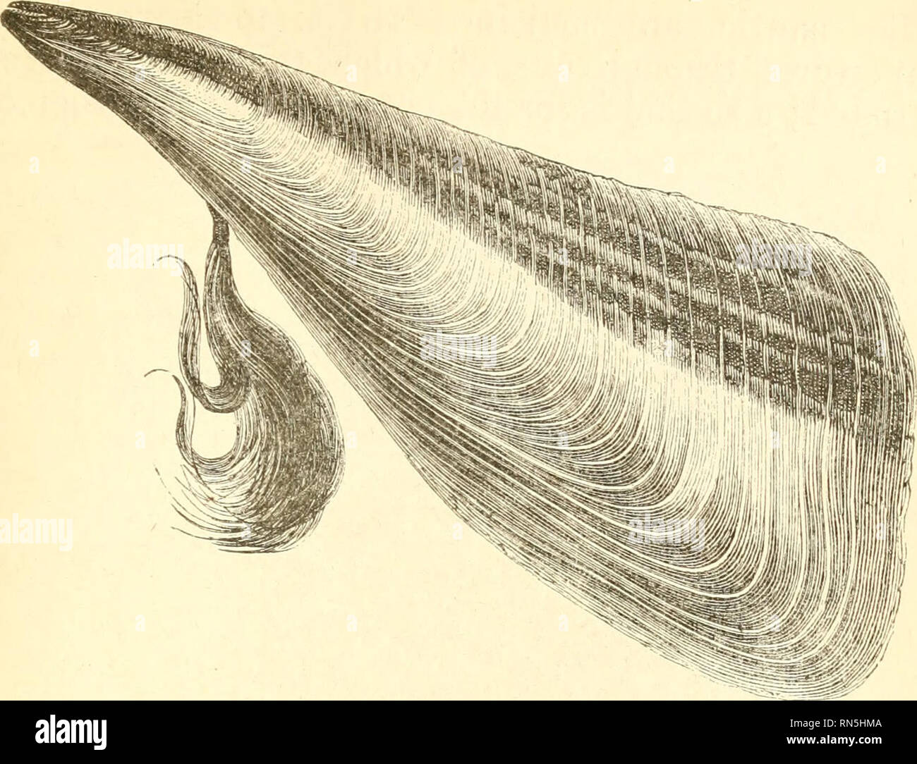 . La création d'animaux : une introduction à la zoologie. Zoologie. CONCHIFERA. 263. Fig. n Le vrai Moules (Mytilus) sont bien connues de tous les corps- tliey ; banques de boue fréquentes qui sont découvertes à marée basse, sont très prolifiques, et d'atteindre le theii ^*'owth en une seule année. Au moyen d'un byssus qu'ils fixent eux-mêmes aux rochers, où ils défient la violence de la tempête. " La moule est le hibou de la mer," dit Charles Lamb ; "Minerva's Fish, la hsh de sagesse. Il entend la marée rouler en arrière et vers l'avant au-dessus de lui deux fois par jour, comme le Salisbury coaxih va et revient Banque D'Images