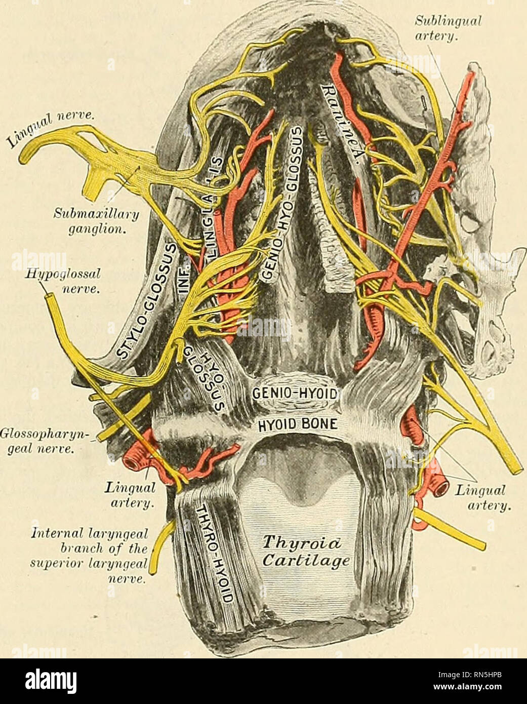 . Anatomie, descriptif et appliquée. L'anatomie. La langue 1221 les nerfs de la langue (Fig. Ooo).^-nerfs du tonRne dans nnmhcr sont cinq dans chaque semestre la direction générale de l'Infériorité de la lingue, division de la névralgie du maxillaire, whicli est distribué à des papilles à l'avant et les côtés de la langue, et forme le nerf d'sensibilitv ordinaire pour ses deux tiers antérieurs ; le tsrmpani chorda, qui fonctionne au sein de la gaine de la lingue, est généralement considéré comme le nerf du goût pour la même région (p. 997) ; la direction générale de l'multilingue- glosso pharyngée, whicii disiiilnited ?est pour le mucou Banque D'Images