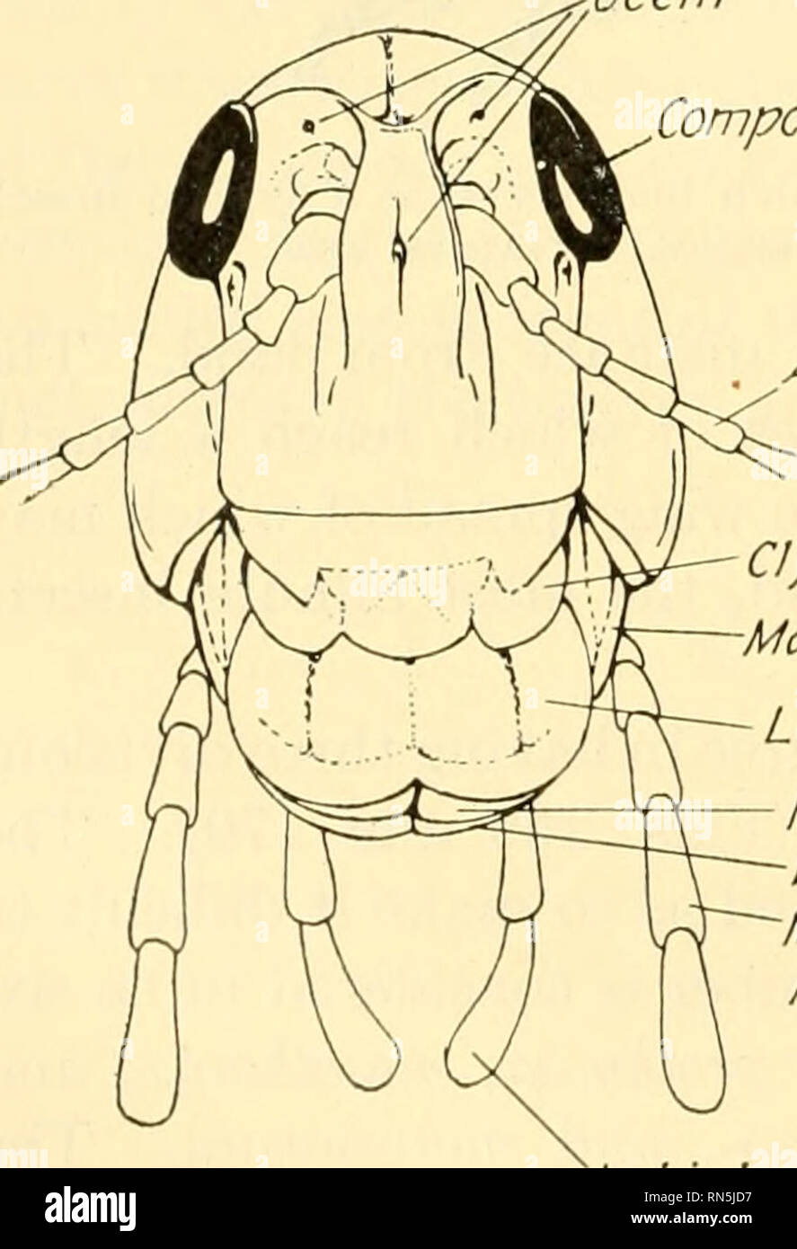 Biologie Animale Zoologie Biologie L un Moixilla Mandibule Brum biologie-animale-zoologie-biologie-l-un-moixilla-mandibule-brum