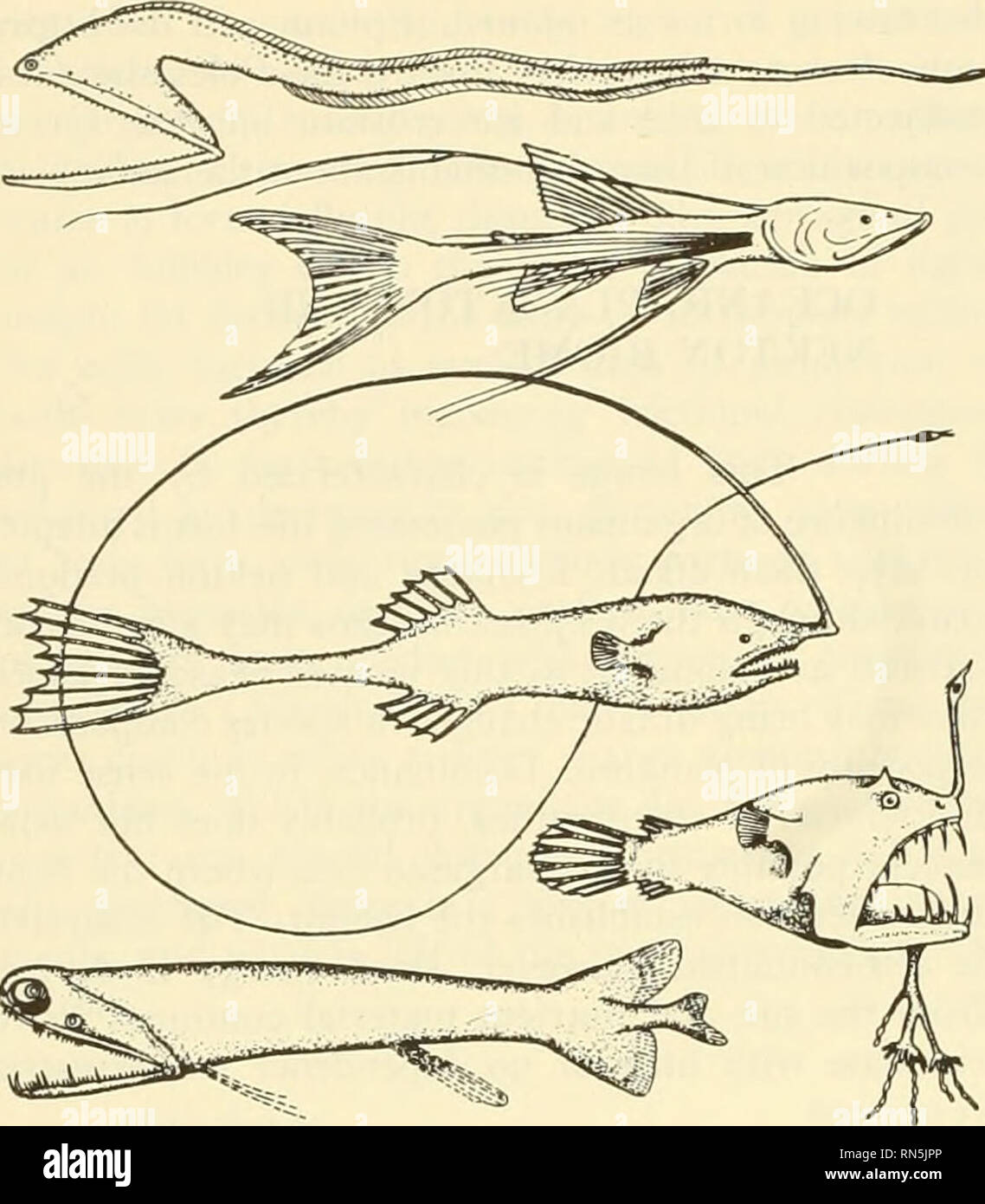 . L'écologie animale. L'écologie animale. epresentati' poissons iter (Sver. e/o/. 1942). La bathy- abyssopclagic et collectivités sont considérés comme un seul. Les poissons sont minces et de couleur sombre-. Les invertébrés pélagiques : quelques espèces endémiques de radiolaires, méduses, les cténophores, nemer palestiniens, d'ostracodes, de copépodes, d'amphipodes, euphausi aceans mysidaceans-,, crevettes, et de calmars. La couleur rouge est plus commun qu'à des profondeurs intermédiaires. Les animaux benthiques ont généralement des organismes de télévision, très longues jambes, ou d'autres moyens de distribuer leurs vi'huit sur le lâche, l'exsudat floconneux. De nombreuses espèces s'élever au-dessus de l'oo Banque D'Images