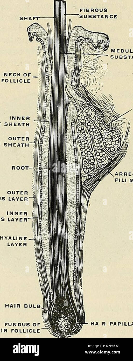 . Anatomie, descriptif et appliquée. L'anatomie. Fig. 88.5. La matrice — free download