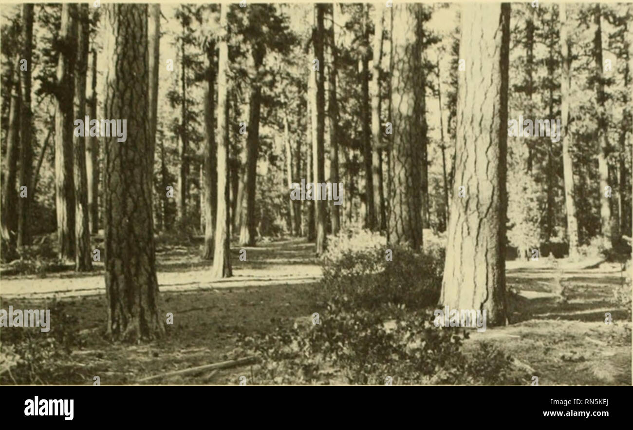 . L'écologie animale. L'écologie animale. FIG. 23-1 gauche, forêt de montagne dans l'Oregon-une vierge de peuplement de pin ponderosa. Ci-dessous, les forêts, la toundra dans le nord du Manitoba, composé de l'épinette et le tamaracli avec le sol recouvert d'une épaisse couche de mousse ond lichens (courtesy W. P. Gillespie). Flycatclier à côtés geai gris grand corbeau sitelle à poitrine troglodyte grimpereau brun grive solitaire Grive roitelet à couronne dorée roitelet à couronne rubis Viréo à Nashville Warbler Paruline à Purple finch Durbec des sapins Pine Siskin Lincoln's Sparrow !orth Ameriran bi de la forêt boréale Banque D'Images