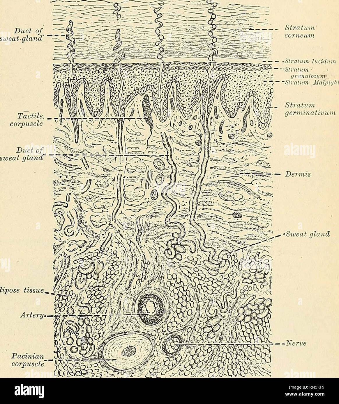 . Anatomie, descriptif et appliquée. L'anatomie. 1153 La peau de l'coriiim entre les cellules, et il n'est substance ciment ainsi entre eux. Le Corium, Cutis Vera, Dennis, ou vrai Peau (Fig. 876 et 880) est une con- nective-structure tissulaire qui découle de l'mésoderme. Il se compose surtout de tissu conjonctif et de fibres élastiques ; elle contribue à l'élasticité de la peau, et est le siège de l'organes des sens. Le corium est composé de deux couches, l'papillaire et réticulaire.  ^' conduit de sueur' ' '  '. Tiss adipeux Fig. 876.-Vue en coupe schématique de la peau. (Agrandie.) Le s Banque D'Images