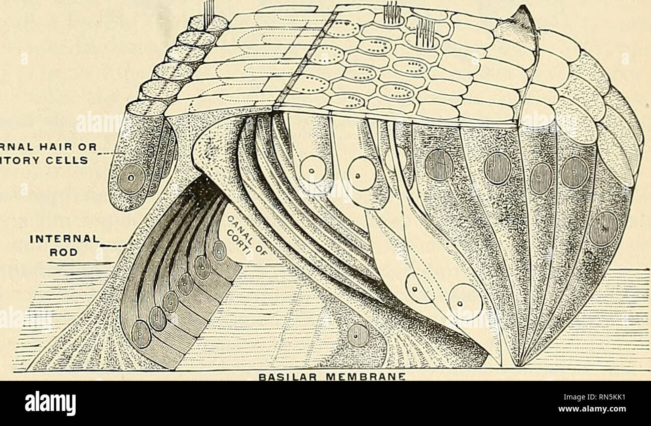 . Anatomie, descriptif et appliquée. L'anatomie. Ovter Deiters rod. La membrane basilaire. Fig. 866.-par l'organe de Corti. Agrandie. (G. . Retzius) l'AERI'e fibres. à quelque distance les uns des autres, tandis que leurs parties intermédiaires sont inclinés l'un vers l'autre, de manière à répondre à leurs extrémités, et forme une série d'arches sur une toiture minute tunnel, le canal ou tunnel de Corti, entre eux et la membrane basilaire, qui monte en spirale à travers toute la longueur de la cochlée.. Fig. 867.-organe de Corti. Diagr.imm:itic riew d'une petite partie. (Testut.) l'intérieur Banque D'Images