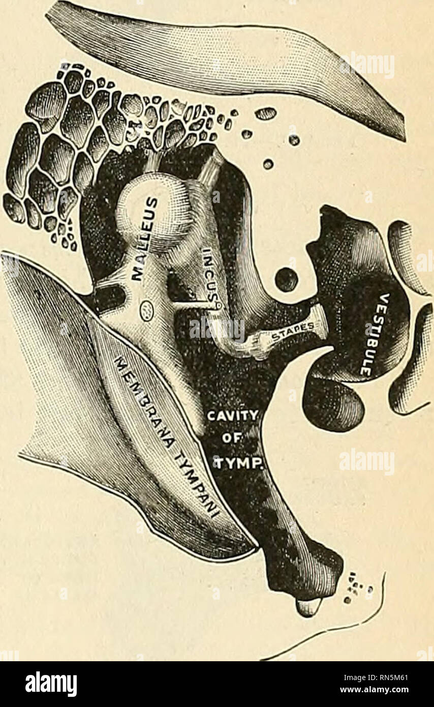 Anatomie, descriptif et appliquée. L'anatomie. L'oreille moyenne, le tambour,  le tympan ou lV.Il se compose de deux strates-un, de fibres rayonnantes  (sfrafiim whirh rndiatiim), s'écartent de la poignée du marteau, et