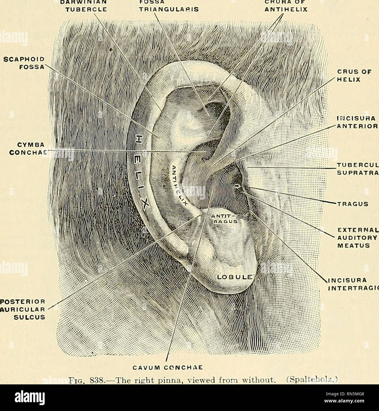 Anatomie, descriptif et appliquée. L'anatomie. L'oreille externe 1119  recueille le liquide en dessous et coule sur le HDS, la condition est  connue comme stUlicidium ou epiphora. Cette dernière condition n'est mis