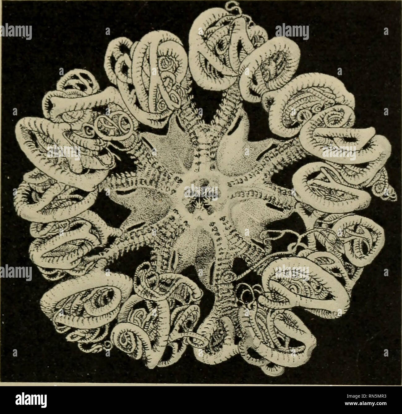 . Formes animales ; un deuxième livre de zoologie. Zoologie. Ice1IX0PERMS 14 ? A débouché sur la production d'une fine, durcir-comme la forme (Fig. 91). Si le corps d'un oursin devaient être étiré dans le sens d'une ligne joignant l'embouchure et le centre. Fig. -{Astrophytori Panier étoiles). Un demi-grandeur nature. de la surface dorsale, une forme ressemblant à un concombre de mer (Fig. 92) serait le résultat. Ces organismes vivent parmi les crevasses des rochers, intégré dans la boue ou bur- aviron dans le sable au fond de la mer. Dans de telles situa- tions qu'ils sont bien protégés, et une s Banque D'Images