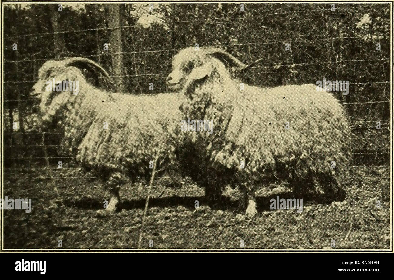 L'élevage des animaux pour les écoles. Le bétail. 219 races de moutons de  Kemp, et manque de densité sur le corps entier. Comme son nom l'indique, le  visage et les jambes