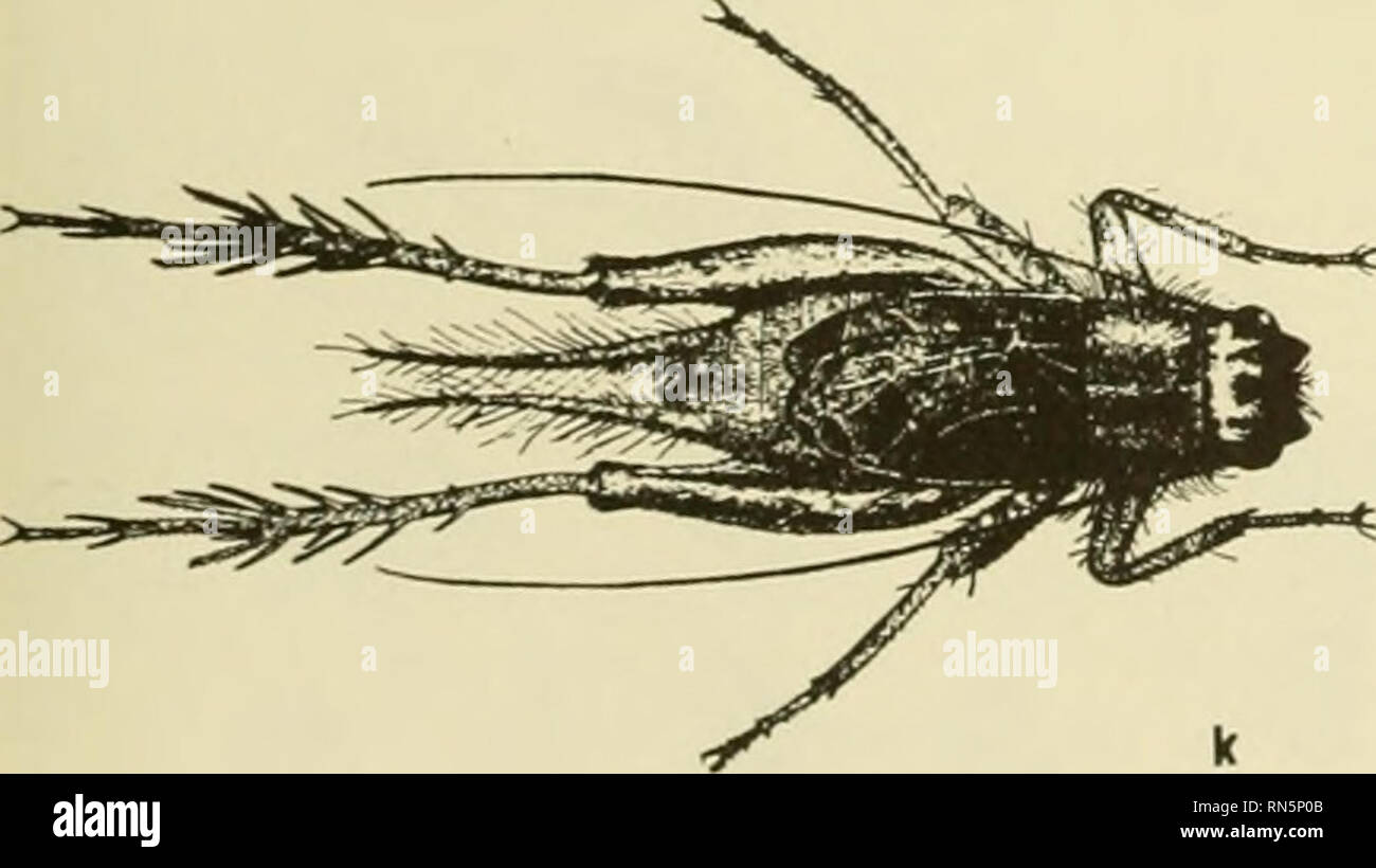 . L'écologie animale. L'écologie animale. FIG. 9-V Feuillage arthropodes des forêts de feuillus, (a) Daddy Long Legs Phalangida ; (b), la cicadelle Cicadellidae ; (c) de la dentelle, Chrysopidae ; (d) à Hornet, des Vespidés et ; (e) feuille-legged bug, Coreldae ; (f) l'usine-pou Aphididae ; (g) walking-stick, Phasmidae ; (h) katydid, Pseudophyllinae ; (i) tree cricket, Oecanthinae ; (i) stink-bug, Pentatomidae : (k) l'Eunemobius, Gryllinae ; (i) le spider, Argiopidai (m) bug sur échasses, Neidldae (avec la permission de l'Illinois Natural History Survey).. Veuillez noter que ces images sont extraites de la page numérisée des images qui peuvent avoir être Banque D'Images