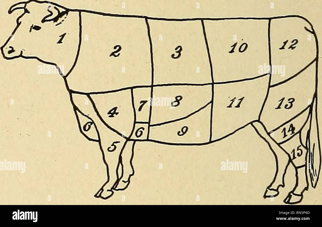 . L'élevage des animaux pour les écoles. Le bétail. Fig. 61. - Schémas de coupes de boeuf. 1. Le cou. 6. Brisket. 11. Flanc. 2. Chuck. 7. Les côtes. 12. La croupe. 3. Côtes levées. 8. La plaque. 13. Ronde. 4. Pointe d'épaule. 9. Nombril. 14. Deuxième coupe ronde. 5. Jarret avant. 10. Longe. 15. Jarret arrière. Le Texas et l'ouest de l'éventail des bovins. - En réalité, c'est une sous-classe de bovins à viande ; il comprend toutes les catégories de bovins et de bovins de marque Texas de l'ouest de gammes. Ces classes sont très semblables aux qualités standard de bovins à viande. Lait et springers. - Les Vaches classées comme passif et springers sont vendus sur le marché comme butcher sto Banque D'Images