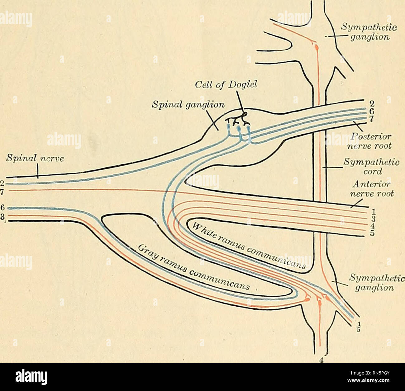 . Anatomie, descriptif et appliquée. L'anatomie. Fig. 755.Le plan de