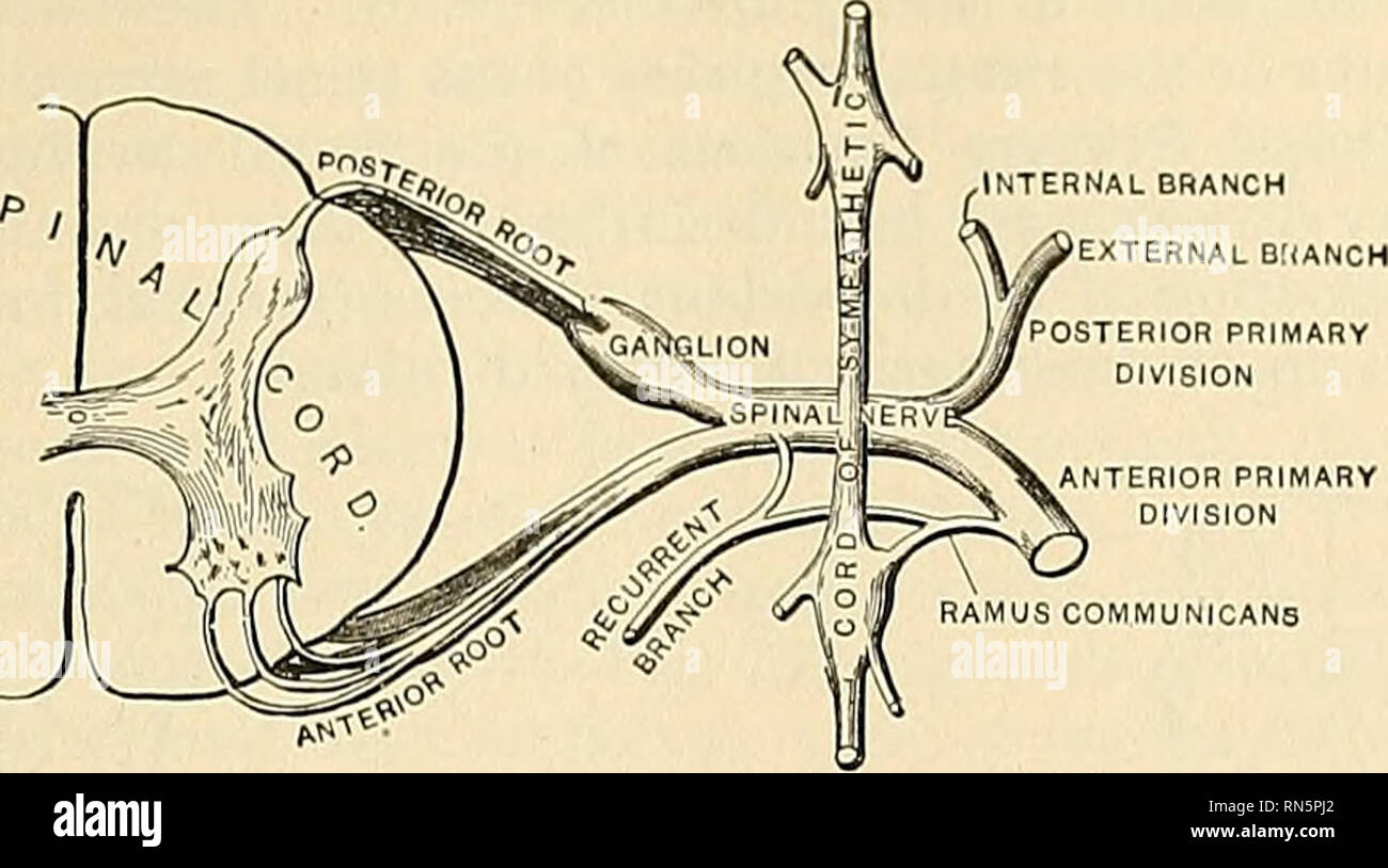 Anatomie, descriptif et appliquée. L&#39;anatomie. Les nerfs spinaux 1015  résultant de l&#39;union des racines, dans le^ foramina intervertébraux ; et,  en passant, diviser en dorsad ou médial interne et externe ou