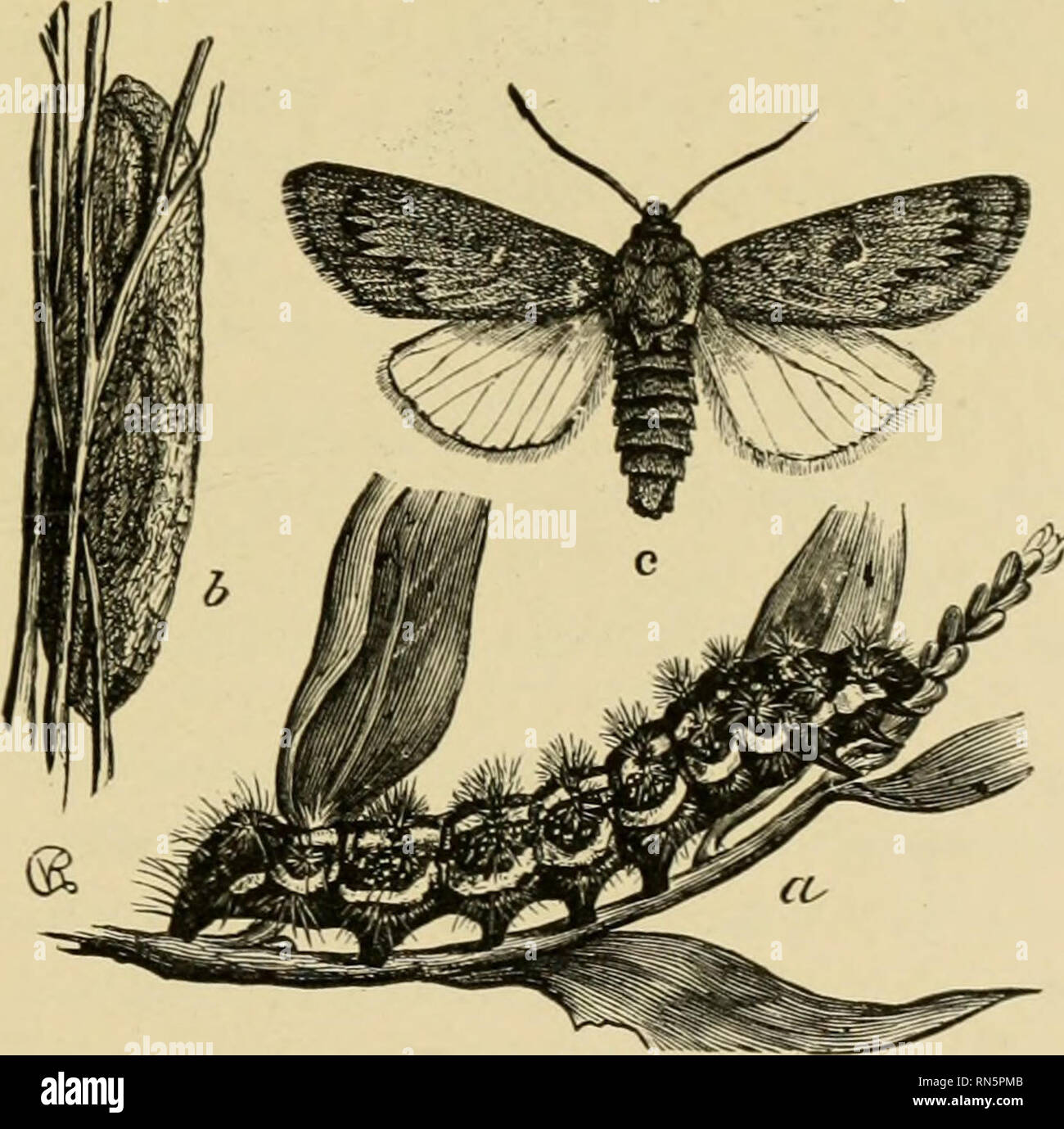 . Les communautés animales en Europe, Amérique du Nord, comme illustré dans la région de Chicago ; une étude en écologie animale. L'écologie animale, zoologie. 263 264 Fig. 263.-Les feuilles oblongues-{Amblycorypha katydid ailé oblongifolia) ; (d'après Forbes) grandeur nature. Fig. 264.-l'océanite à queue katydid (Sciiddcn fiircala') (après ligne de Forbes) ; grandeur nature. de ces. Plus tard, c'est d'être trouvés librement sur les feuilles. Il usuallv incombe à la segments postérieurs enroulée autour d'une brindille ou pétiole. La nymphose a lieu dans un cas de soie. Le sawfiy Pteronus (larve ventralis dire) (179) est moins courant. Les coléoptères Banque D'Images