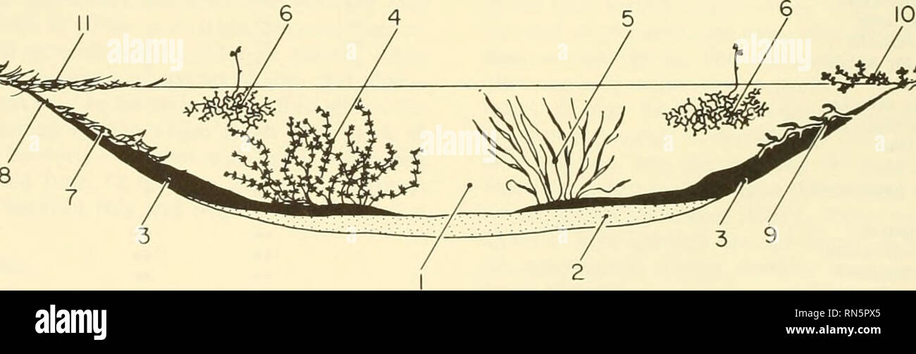 . L'écologie animale. L'écologie animale. FIG. 7-2 Le Ponderosa Dryops submergées, rampant fraîchement le long d'une tige, revêtus par une bulle d'air (après 1950) Thorpe. formes, en particulier les coléoptères et certains de l'hémi- pterans ont évolué, comme les jambes de computemode-pro- pulsion rapide. Adaptations respiratoires qui respirent l'air d'insectes aquatiques, ainsi que les escargots aquatiques pulmonés Lymnea, Helisoma, Gyra- nlus, Physa, Laevape.v, ont évolué des mécanismes et des comportements- pour la respiration. La plupart des espèces à la surface de l'eau à intervalles réguliers pour re- plenish leur apport d'air. Les insectes sont tellement forte qu'ils mu Banque D'Images