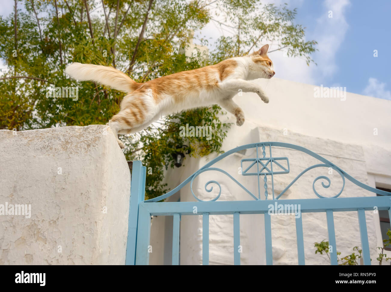 Funny rouge blanc tabby cat jumping over a blue garden gate dans un village grec, un angle bas, vue du côté de la mer Égée, les Cyclades, Grèce Banque D'Images