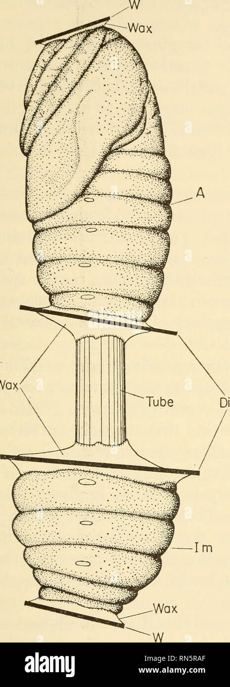 . Hormones animales ; une étude comparative. Les hormones. § Ectodermique 4,213 LES GLANDES DU ARTIIROPODA 137. Wax Fig. 4-6. La méthode expérimentale utilisée pour tester l'action des hormones dans dia- pause chrysalides de la soie, ver- Cecropia Hyalophora. La chrysalide en face est rejoint, par un tube en plastique jusqu'à 3 cm de longueur, d'un abdomen isolés derrière. Le tube passe à chaque extrémité par un disque (Di) qui ferme la surface coupée de l'abdomen, étant scellés dans avec paraf- fin de la cire. {Windows W) peuvent être scellées dans à chaque extrémité pour observer l'apparition de la différenciation dans les tissus internes. C'est stimulé Banque D'Images