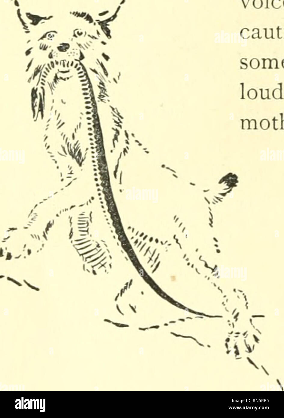 Héros Des Animaux être Lhistoire Dun Chat Un Chien Un
