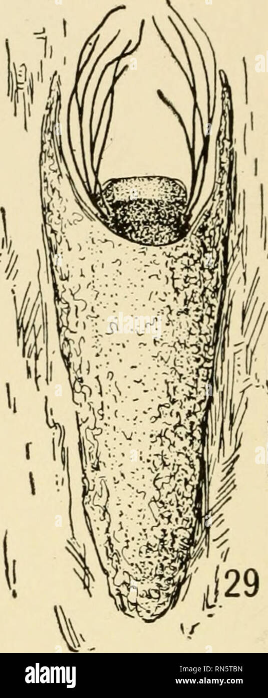 . Les communautés animales en Europe, Amérique du Nord : tel qu'illustré dans la région de Chicago ; une étude en écologie animale. L'écologie animale ; Zoologie -- Illinois Chicago. Ces communautés Fig. 26.-Le cas de la nymphe d'un des caddis-worms (RhyacophUa) par les rapides du flux temporaire à Glencoe ; agrandi comme indiqué (d'origine). Fig. 27.-La larve de la mouche noire (Simulium) ; environ 15 fois la taille naturelle (après en ligne). Fig. 28.-nymphe de la même ligne (après). Fig. 29.-nymphe de la même dans le cas de la nymphe (original). d'avoir mares permanentes. À ce stade, le nombre d'espèces est augmentée, mais il n'y a pas deux Banque D'Images