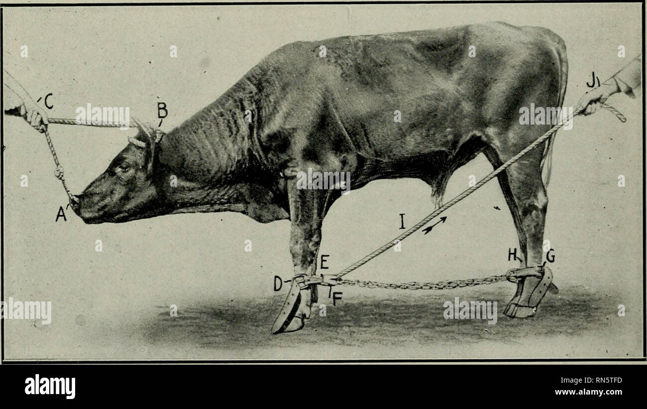 . La castration des animaux ; un livre à l'usage des étudiants et des praticiens. La castration, la castration. 86 LA CASTRATION DES ANIMAUX sont appliquées comme suit : avec un assistant (C) à la tête, un "titulaire" dans le nez (A) et une corde autour des cornes (B) une boucle de sangle boitiller au-dessus des deux pattes arrière (G, H) et la droite (E) avant les articulations proximales digital. La boucle au-dessus de la sangle boitiller maître avancement gauche boulet (D). Faites passer le bout de la corde à travers l'entraver l'attache (G) puis à (H), puis à (E), et enfin à travers l'intermédiaire de la boucle à verrouillage automatique (P). En faisant de la traction sur la corde (I) de (J)-à dir Banque D'Images