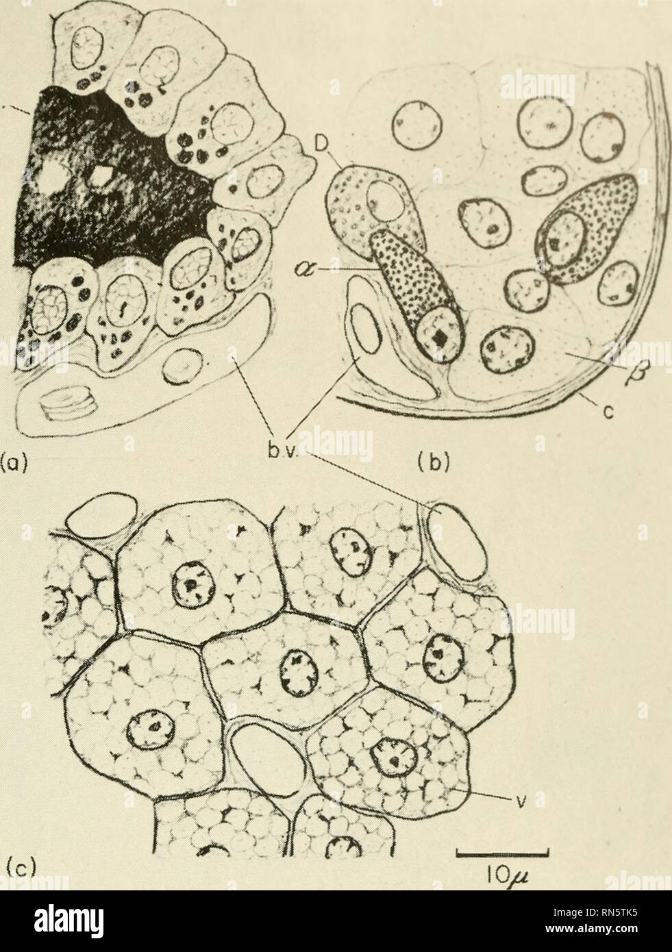 . Hormones animales ; une étude comparative. Les hormones. col... Fig. 2-14. Les cellules endocrines de l'endoderme et le mésoderme de mammifères, (a) Nom de la glande thyroïde, enveloppant magasin colloïdale (col.) de sécrété diiodotyrosine ; cette substance précurseur plus tard est réabsorbée par les cellules, converti à la thyroxine et transmis à la vaisseau sanguin (b.v.) à travers la surface cellulaire externe (cf. Fig. 4-7 et 4-8). (B) Trois sortes de cellules dans un îlot de Langerhans colorées avec Mallory-azan : un cellules qui sécrètent le glucagon et les granules grossiers ont que la tache rouge ; pale j8 des cellules qui sécrètent l'insuline et ont fin Banque D'Images