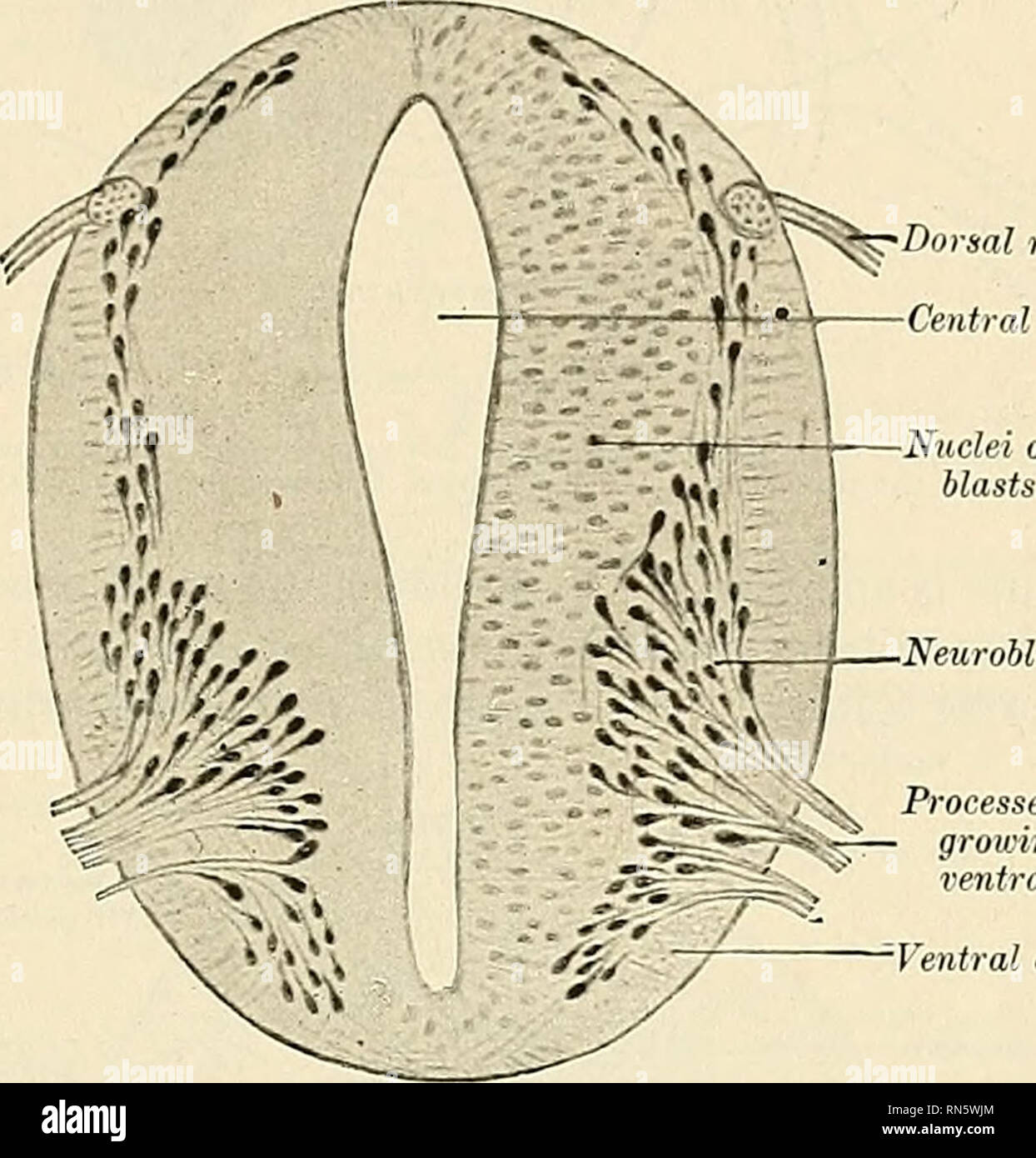 Anatomie, descriptif et appliquée. L'anatomie. La moelle épinière 825 filum  terminale) ifilum .-le délicat fil appelé le filum terminale, contin- uous  avec l'extrémité conique du conus, est d'environ 24 cm. (10