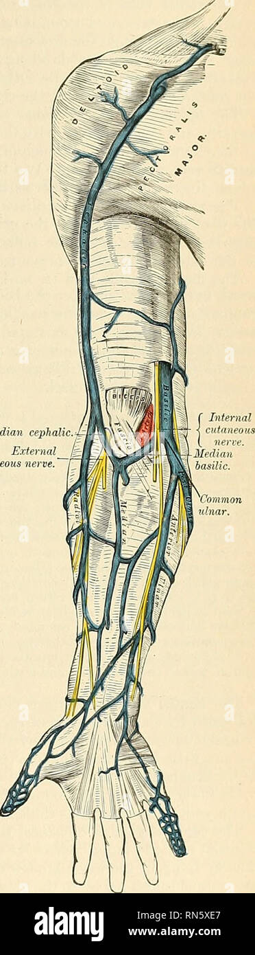Anatomie Descriptif Et Appliqu e L anatomie Les Veines Anatomie Descriptif Et Appliqu e L anatomie Les Veines