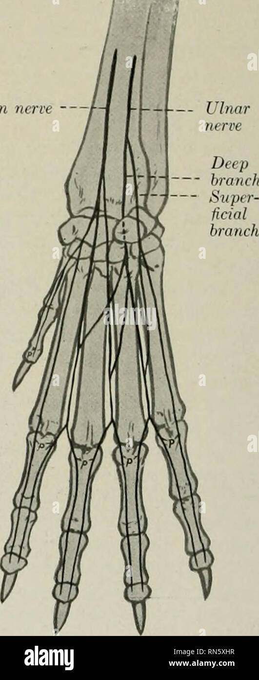 . L'anatomie de l'animal domestique. Anatomie vétérinaire. Nerf médian --. Fig. 684.-Nekves de la partie distale de l'avant droit- branche du chien, vue dorsale (schéma). p, dorsale numérique correcte nervea. Fig. 685.-nerfs de partie distale de l'avant droit- branche du chien, Volar (voir schéma), p, Volar numérique appropriée. nerfs dans son tendon branches terminales. Le plus petit de ces supi^H' le volar meta- muscles canal carpien. Les grands terminaux sont les trois nerfs numérique commun volar (nn. dig. col. pers. II, III, IV), qui descendent le long de la deuxième, troisième et quatrième places intermetacarpal subcUvide, et de concur Banque D'Images